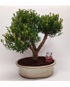 Bonsai Syzygium 'Yamadori' 50 cm