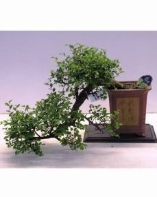 Bonsai Zelkova cascade 45 cm