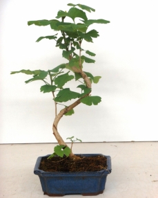 Bonsai Ginkgo Biloba 35 cm