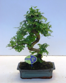 Bonsai Ligustrum Chinensis 40 cm