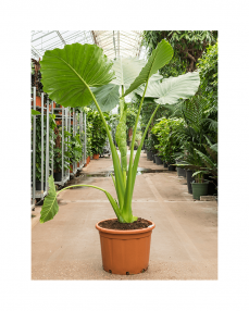 Alocasia Macrorrhiza 240 cm