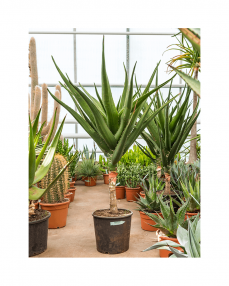 Aloe Bainesii 180 cm