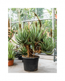 Aloe Castanea 160 cm