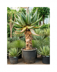 Aloe Marlothii 180 cm
