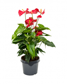 Anthurium