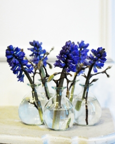 Flower arrangement for colleagues, with purple hyacinth – 5 pieces 