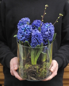 Arrangement with 5 purple hyacinths  with bulbs