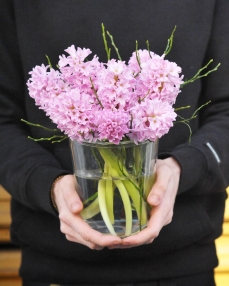 Flower arrangement with 7 pink hyacinth in glass vase