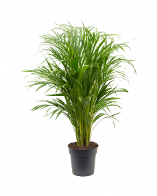 Areca 110 cm