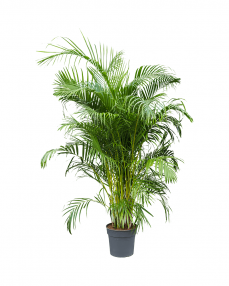 Areca 200 cm