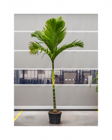 Areca Catechu 450 cm