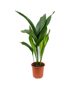 Aspidistra Elatior