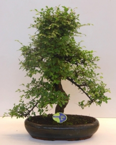 Bonsai Zelkova 70 cm