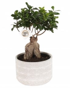 Bonsai Ficus ginseng 50 cm