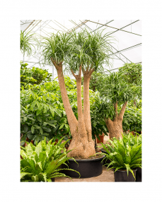 Beaucarnea Recurvata 260 cm