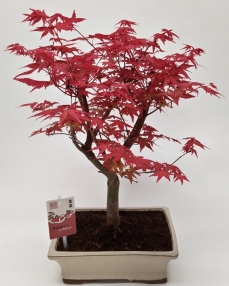 Acer Deshojo Bonsai
