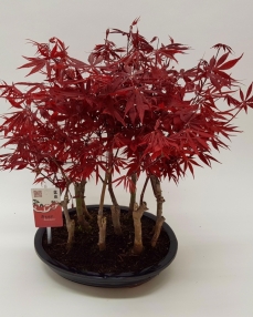 Acer Forest Bonsai 