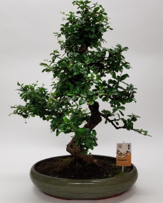 Bonsai Carmona 'Oval' 70 cm