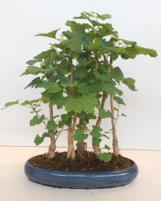 Bonsai Ginkgo Biloba 5 trees 45 cm