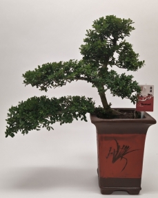 Bonsai Ilex 'Cascade' 45 cm