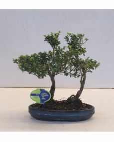 Bonsai Ilex creanta 2-stem 35 cm