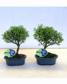 Bonsai Ilex Crenata 25 cm