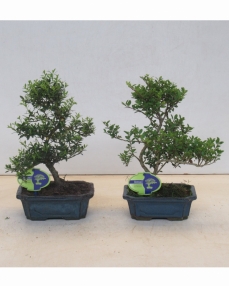 Bonsai Ilex Crenata, small leaf 30 cm