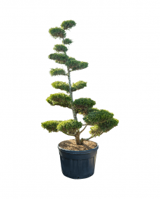 Bonsai Juniperus 270 cm