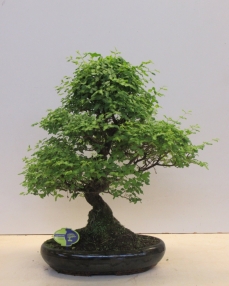 Bonsai Ligustrum 70 cm
