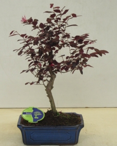 Bonsai Loropetalum Rubra 45 cm