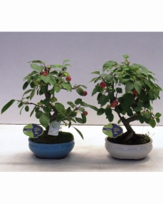 Bonsai Malus Haliana 40 cm