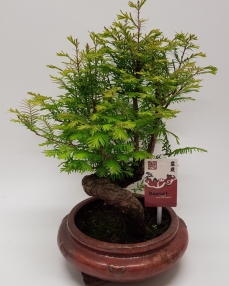 Bonsai Metasequoia 'Special' 45 cm