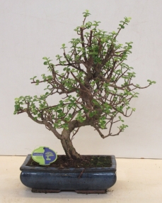 Bonsai Portulacaria 50 cm