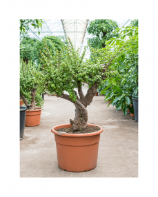 Bonsai Portulacaria Afra 130 cm