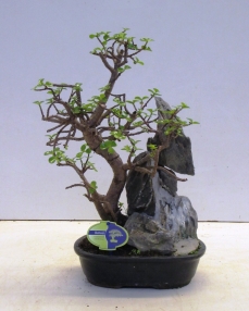 Bonsai Portulacaria (with rock) 45 cm