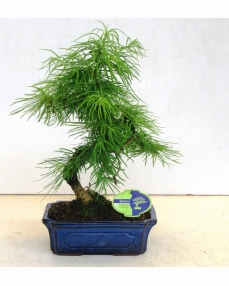 Bonsai Pseudolarix Amabilis 50 cm