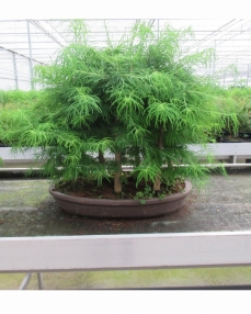 Bonsai Pseudolarix (forest) 80 cm