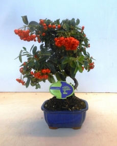 Bonsai Pyracantha 40 cm