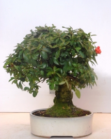 Bonsai Pyracantha 45 cm 