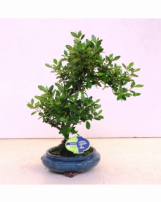 Bonsai Rhododendron 38 cm