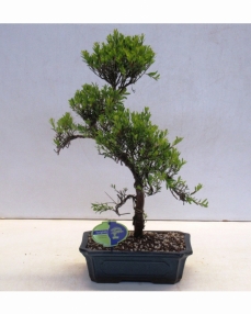 Bonsai Syzygium 40 cm