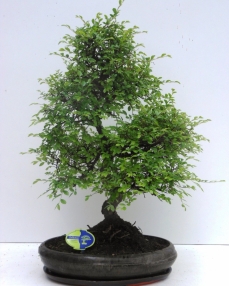 Bonsai Zelkova 60 cm 