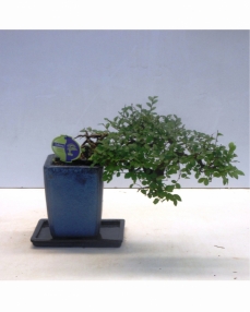 Bonsai Zelkova Cascade 35 cm