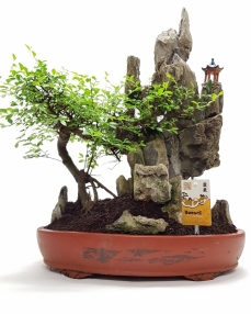 Bonsai Zelkova 'Oval' + Rock 60 cm