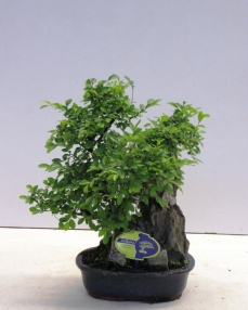 Bonsai Zelkova (with rock) 40 cm