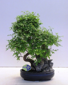 Bonsai Zelkova (with rock) 60 cm