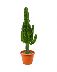 Cactus Euphorbia Erytrea 110 cm