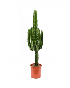 Cactus Euphorbia Erytrea 145 cm