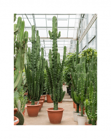 Cactus Euphorbia Erytrea 220 cm