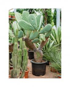 Cactus Opuntia 130 cm